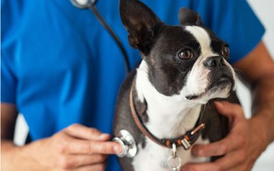 Zoonoses : ces maladies transmissibles entre animaux et humains